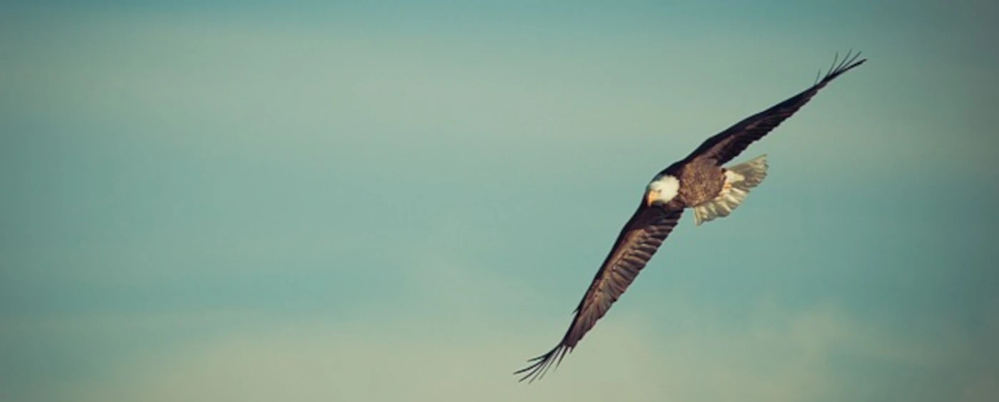 Volare alto
