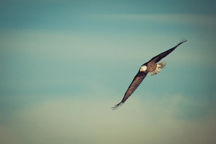 Volare alto