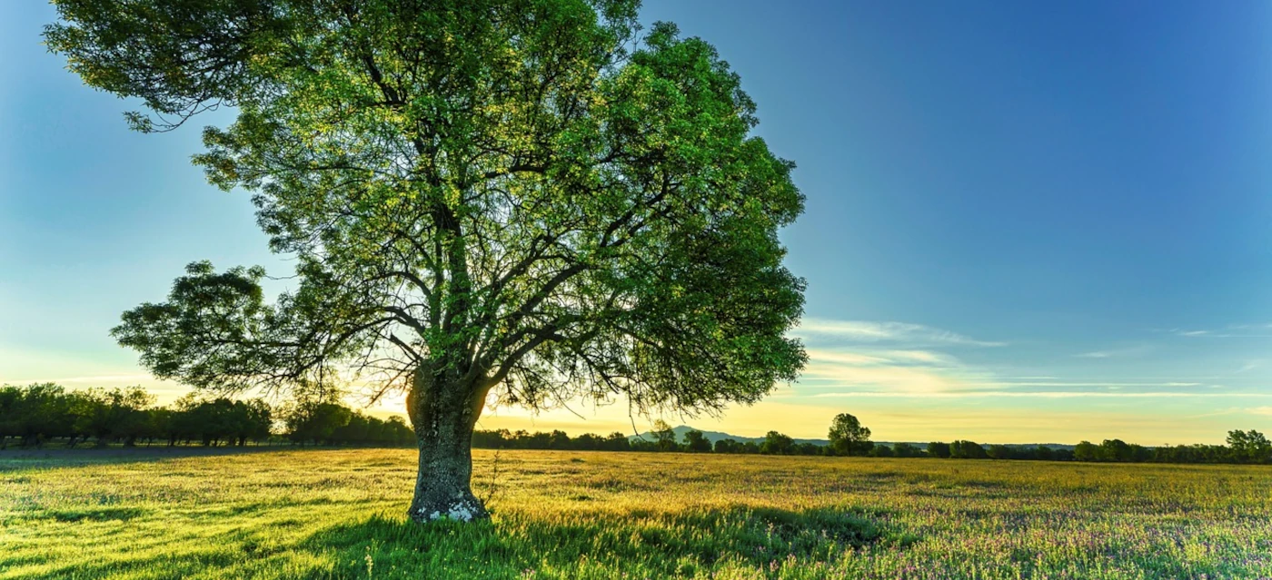 Come un albero sempre verde