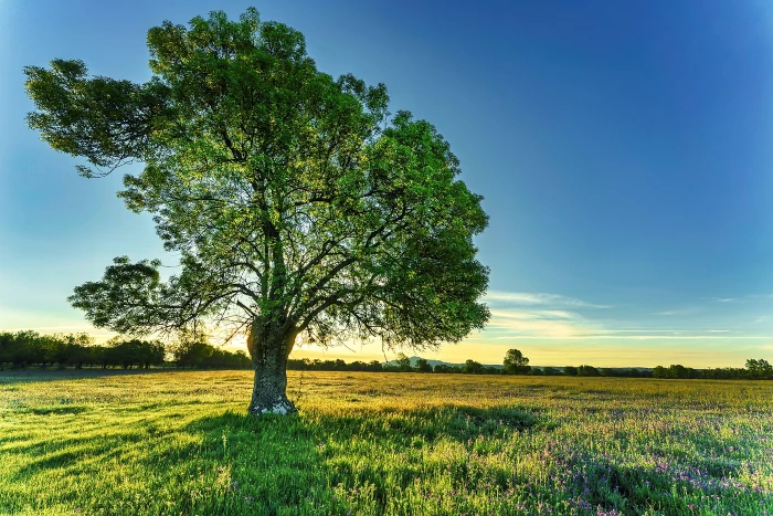 Come un albero sempre verde
