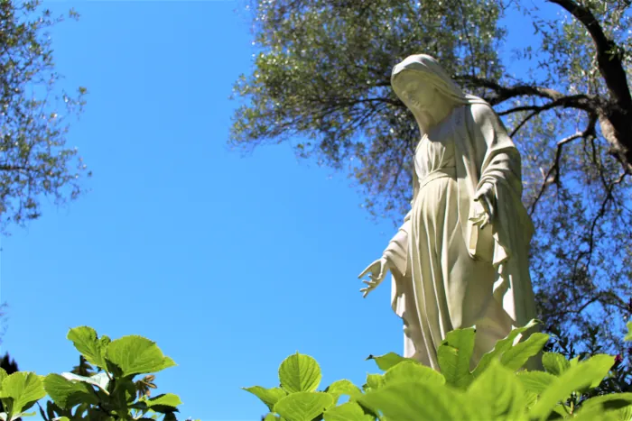 immacolata stella ortensie